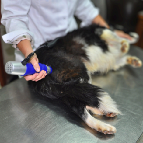 RadialPet_3 RadialPet_Diagnostic_VET